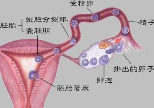 泰国试管婴儿全过程需要多长时间？